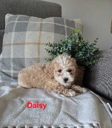 Adorable mini Cockapoo puppies - Photo 3