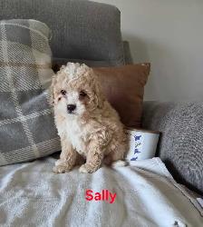 Adorable mini Cockapoo puppies - Photo 4