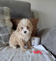 Adorable mini Cockapoo puppies - Photo 5