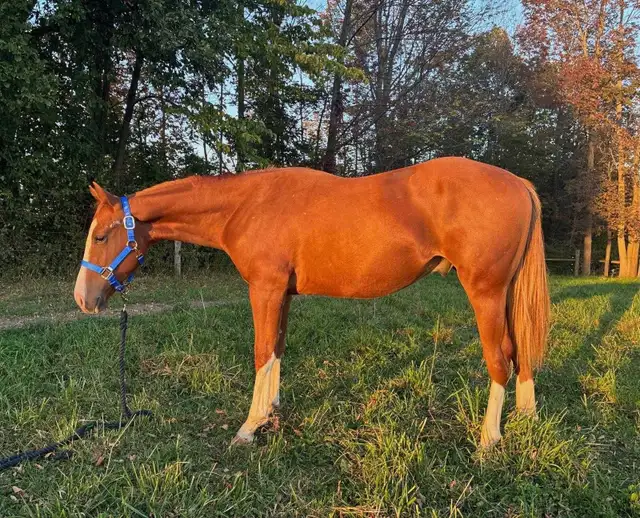 Quarter Horse Yearling Gelding