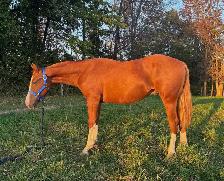Quarter Horse Yearling Gelding