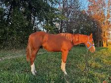 Quarter Horse Yearling Gelding - Photo 2