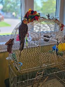 Garderie pour chats et oiseaux - Photo 6