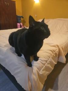 Garderie pour chats et oiseaux - Photo 7