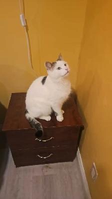 Garderie pour chats et oiseaux - Photo 8