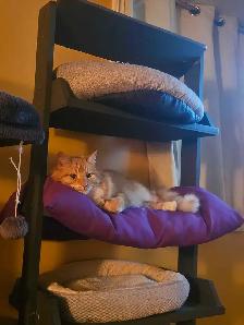 Garderie pour chats et oiseaux - Photo 9