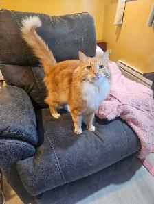 Garderie pour chats et oiseaux - Photo 10