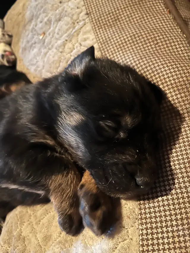 Australian Shepherd Mix Puppies