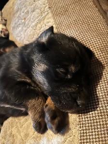 Australian Shepherd Mix Puppies