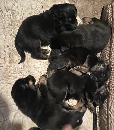Australian Shepherd Mix Puppies - Photo 2