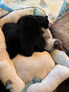 Australian Shepherd Mix Puppies - Photo 3