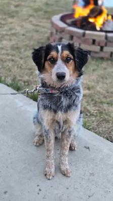 border collie
