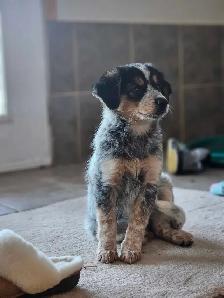 border collie - Photo 3