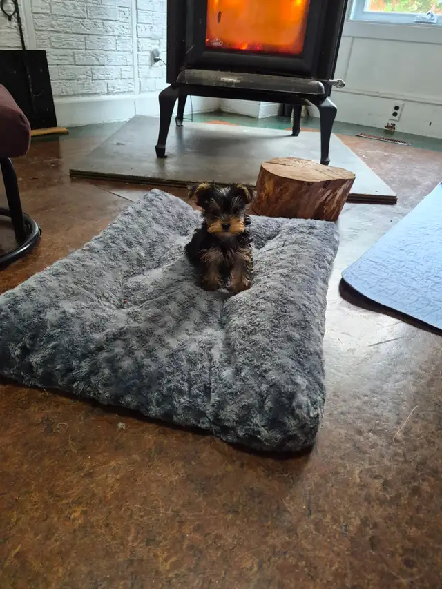 CHIOTS YORKSHIRE PUPPIES
