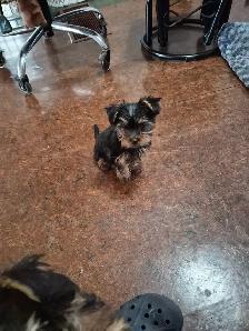 CHIOTS YORKSHIRE PUPPIES - Photo 2