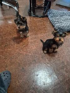 CHIOTS YORKSHIRE PUPPIES - Photo 3