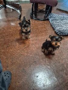 CHIOTS YORKSHIRE PUPPIES - Photo 4