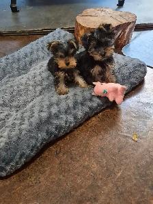 CHIOTS YORKSHIRE PUPPIES - Photo 5