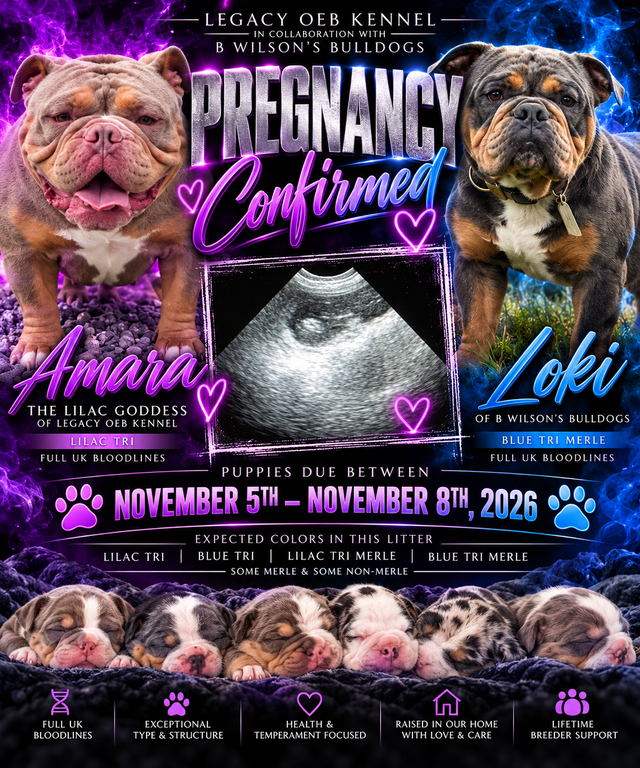 Confirmed Pregnancy  Full Uk bloodline Legacy OEB Kennel