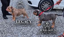 Confirmed Pregnancy  Full Uk bloodline Legacy OEB Kennel - Photo 2