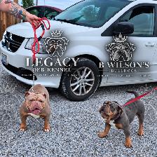 Confirmed Pregnancy  Full Uk bloodline Legacy OEB Kennel - Photo 3