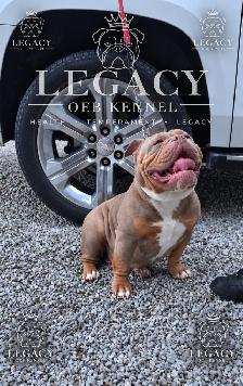 Confirmed Pregnancy  Full Uk bloodline Legacy OEB Kennel - Photo 4