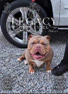 Confirmed Pregnancy  Full Uk bloodline Legacy OEB Kennel - Photo 5
