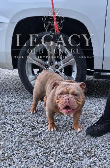 Confirmed Pregnancy  Full Uk bloodline Legacy OEB Kennel - Photo 6