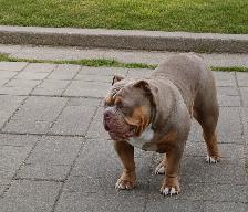 Confirmed Pregnancy  Full Uk bloodline Legacy OEB Kennel - Photo 7