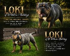 Confirmed Pregnancy  Full Uk bloodline Legacy OEB Kennel - Photo 8
