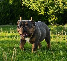 Confirmed Pregnancy  Full Uk bloodline Legacy OEB Kennel - Photo 9