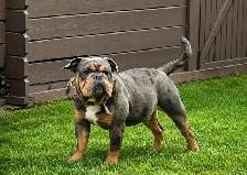 Confirmed Pregnancy  Full Uk bloodline Legacy OEB Kennel - Photo 10