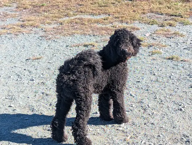 Caniche royal pure race