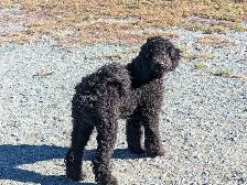 Caniche royal pure race