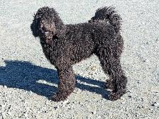 Caniche royal pure race - Photo 2