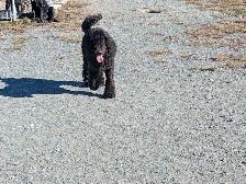 Caniche royal pure race - Photo 3