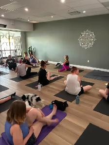 LOOKING FOR PUPPIES FOR PUPPY YOGA! - Photo 2