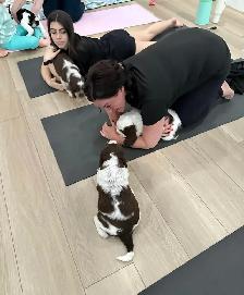 LOOKING FOR PUPPIES FOR PUPPY YOGA! - Photo 3