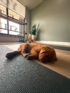 LOOKING FOR PUPPIES FOR PUPPY YOGA! - Photo 4
