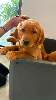 LOOKING FOR PUPPIES FOR PUPPY YOGA! - Photo 5