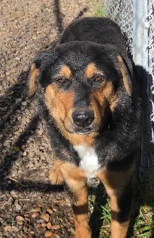 MALE FARM DOGS AND GUARD DOGS