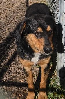 MALE FARM DOGS AND GUARD DOGS - Photo 2
