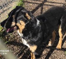 MALE FARM DOGS AND GUARD DOGS - Photo 3