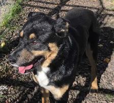 MALE FARM DOGS AND GUARD DOGS - Photo 4