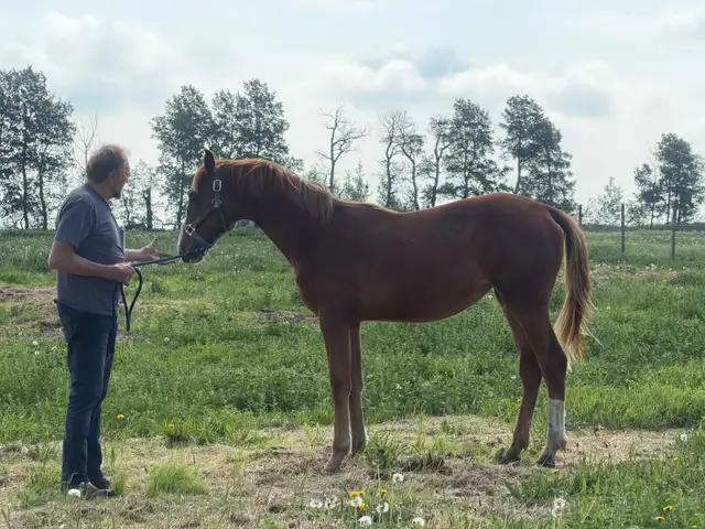 Warmblood Horse