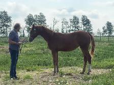 Warmblood Horse