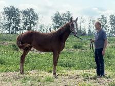 Warmblood Horse - Photo 2