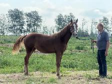 Warmblood Horse - Photo 3