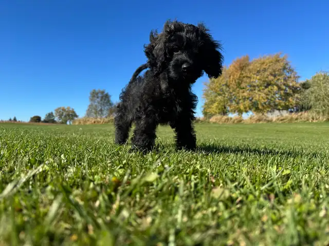 Gorgeous Sable Cockapoo puppy