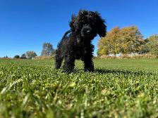 Gorgeous Sable Cockapoo puppy